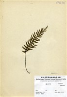 藏品(單邊鐵角蕨)的圖片